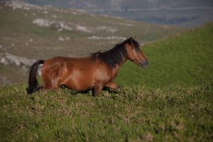 caballo-libre-galicia